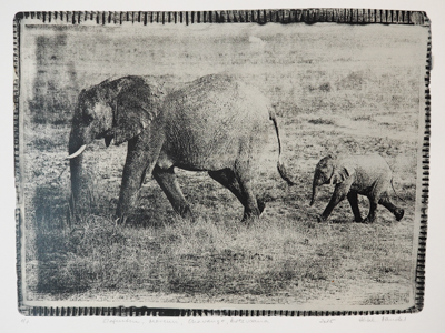 Das Foto zeigt einen Foto-Druck von der Gel-Platte in schwarz-beige. Darauf zu sehen ist eine Elefantenkuh, der ein Kalb folgt. Das Motiv wurde während einer Reise im Jahr 2018 im Okavango Delta in Botswana aufgenommen und von der Künstlerin von Hand auf einer Gel-Platte gedruckt.